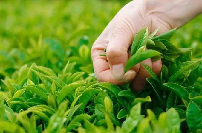 化肥、有機(jī)肥和生物菌肥可以混搭嘛？